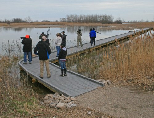 Early Spring Birding at Hillman Marsh