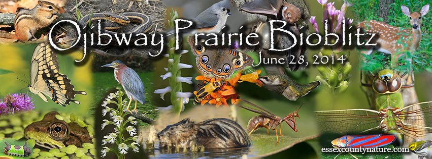 bioblitz_cover_photo_copy2